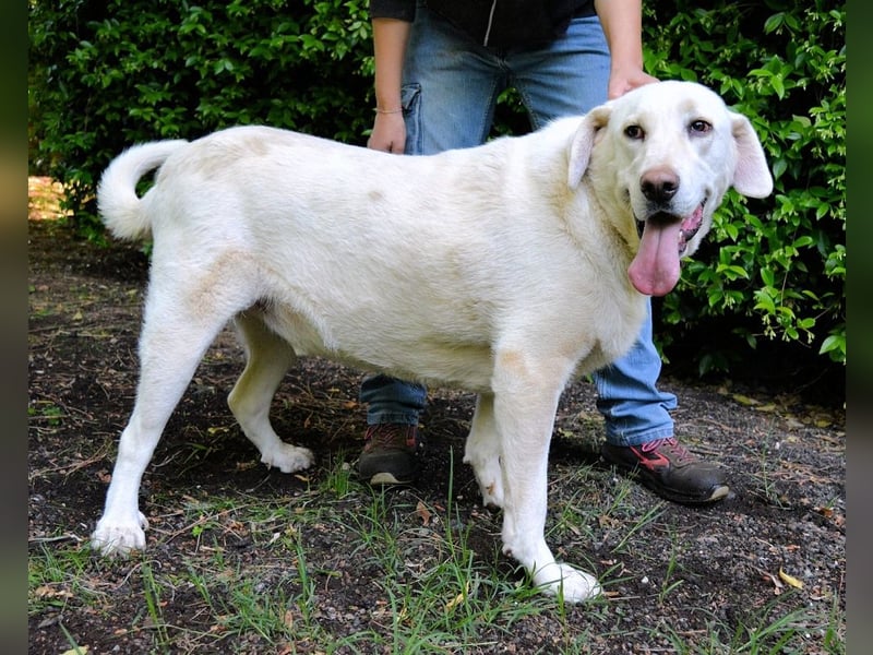 Scoutie - Scoutie hat Fernweh nach Liebe