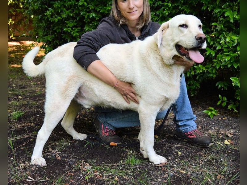 Scoutie - Scoutie hat Fernweh nach Liebe