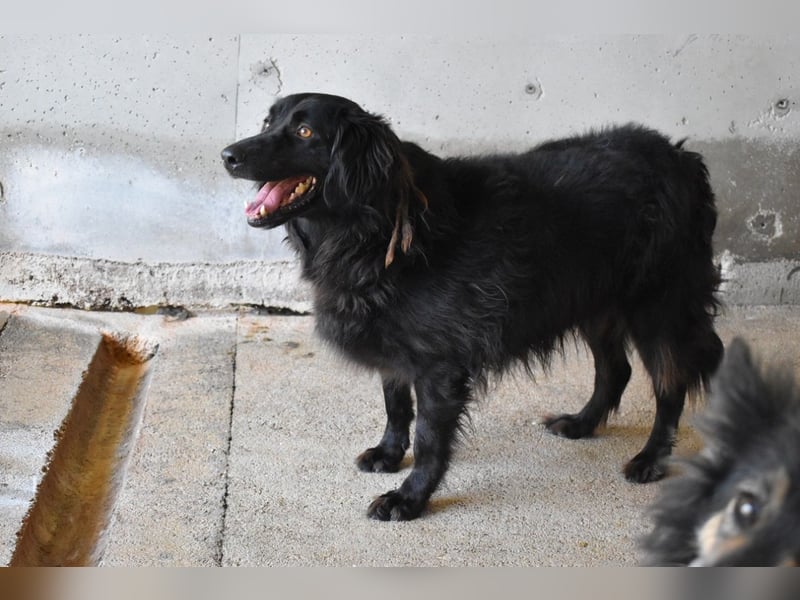 Kael - Nur ein einziges mal die Chance auf Leben