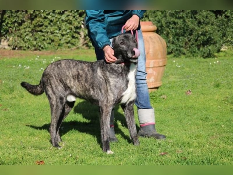 Loris - ausgeglichener und liebenswerter Charakter