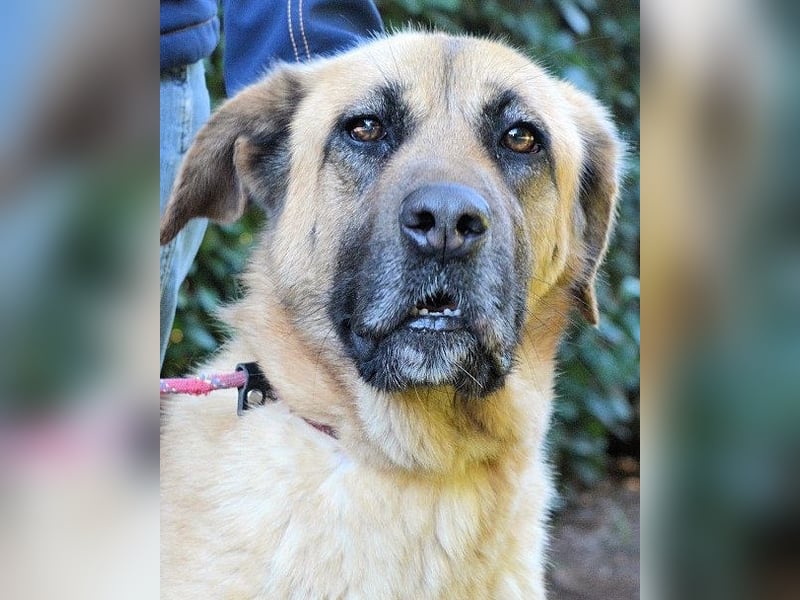 Adhara - Möchte ihre Energie versprühen