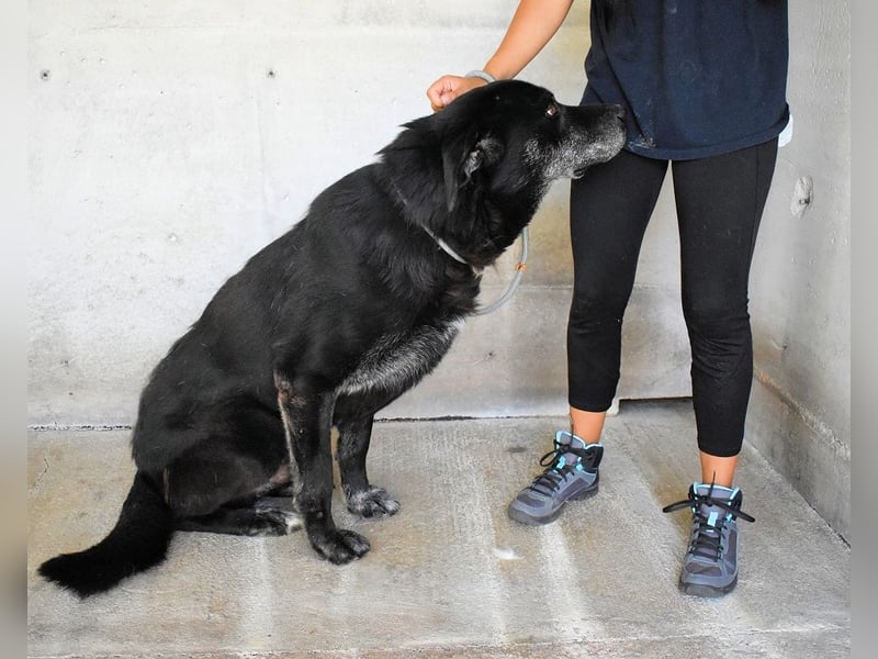 Idrysh - große Hunde werfen lange Schatten