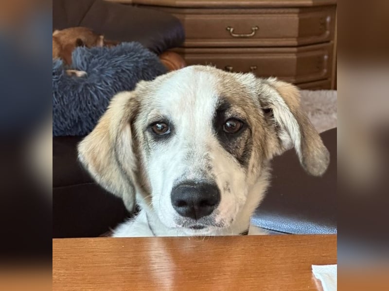 Nelly - (Dringend neue Pflegestelle oder Zuhause gesucht) gerade nochmal Glück gehabt Nelly - (Dringend neue Pflegestelle oder Zuhause gesucht) gerade nochmal Glück gehabt