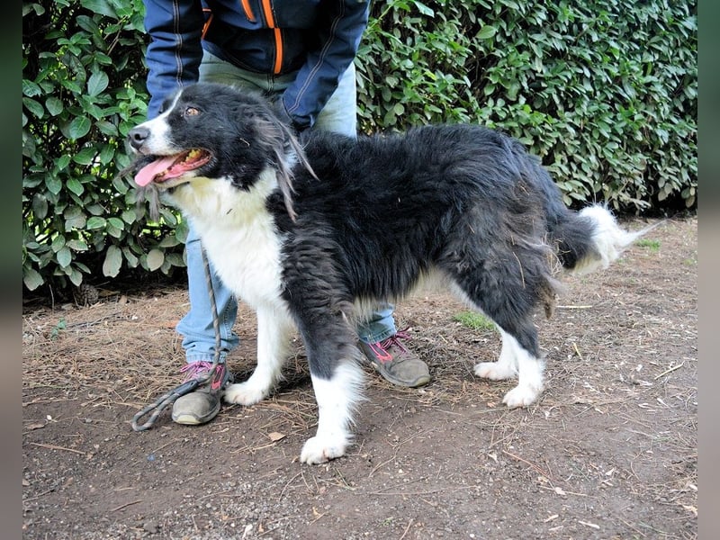 Frasio - Wenn Lebendigkeit zum Verhängnis wird