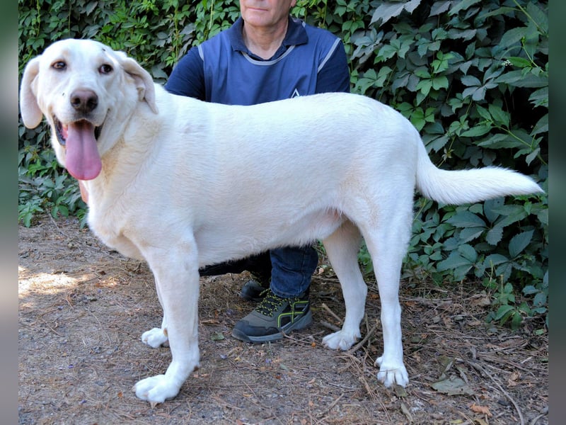 Scoutie - Scoutie hat Fernweh nach Liebe
