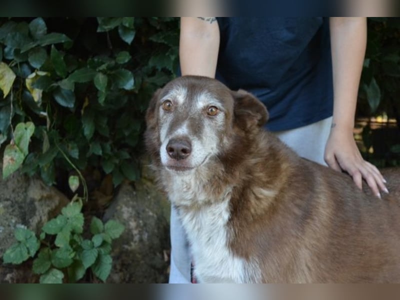 Lynwood - Ein Hund der Sorte «10 von 10 Punkten»