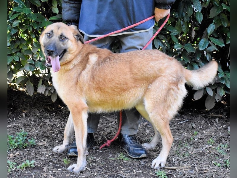 Anthaniel - Groß genug für "Wow" - zu charmant für "Weiter".