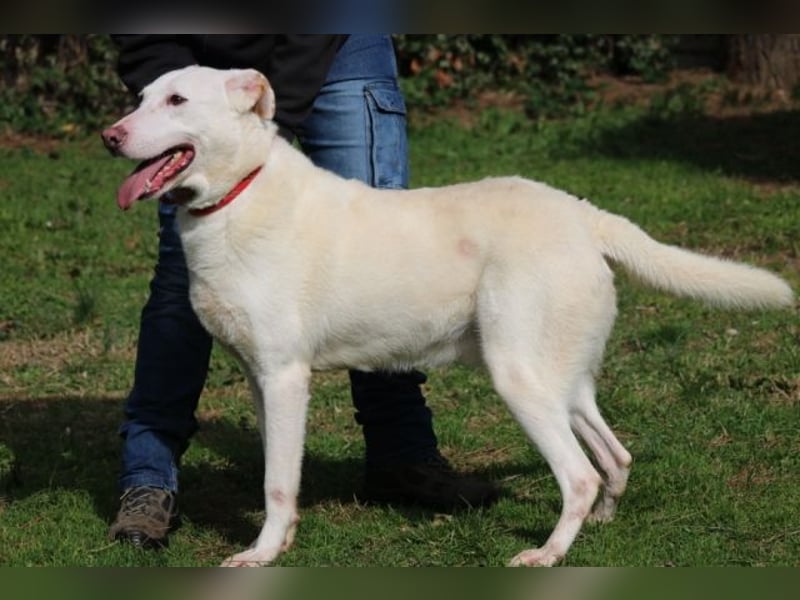 Sean - das Piepsen hinter den Gittern