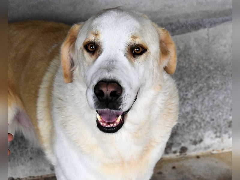 Roddie - Sein treuer Blick spricht Bände