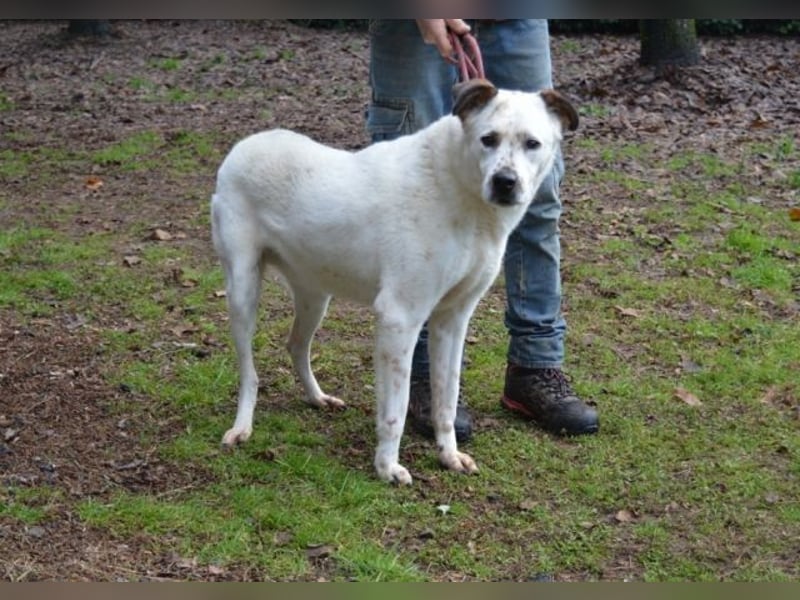 El Fava - hübscher Junge mit braunen Öhrchen