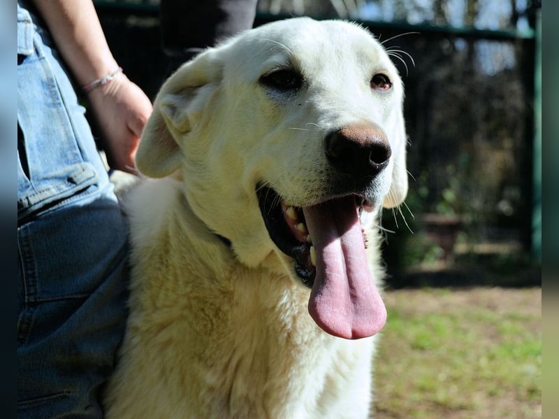 Scoutie - Scoutie hat Fernweh nach Liebe