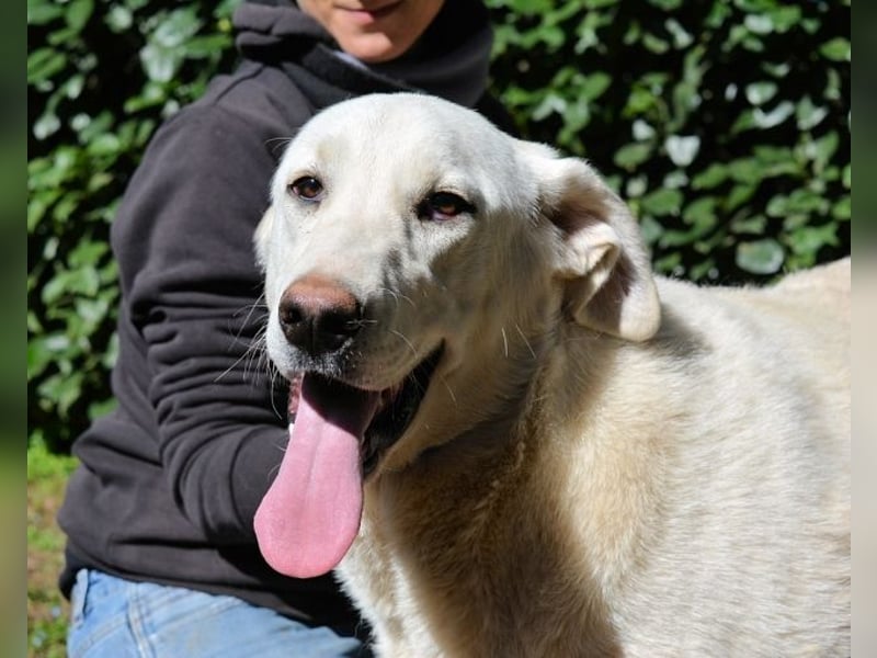 Scoutie - Scoutie hat Fernweh nach Liebe