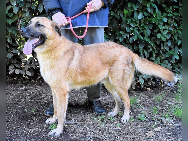 Anthaniel - Groß genug für "Wow" - zu charmant für "Weiter".