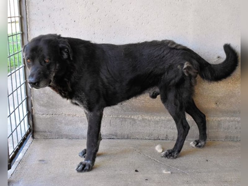 Idrysh - große Hunde werfen lange Schatten
