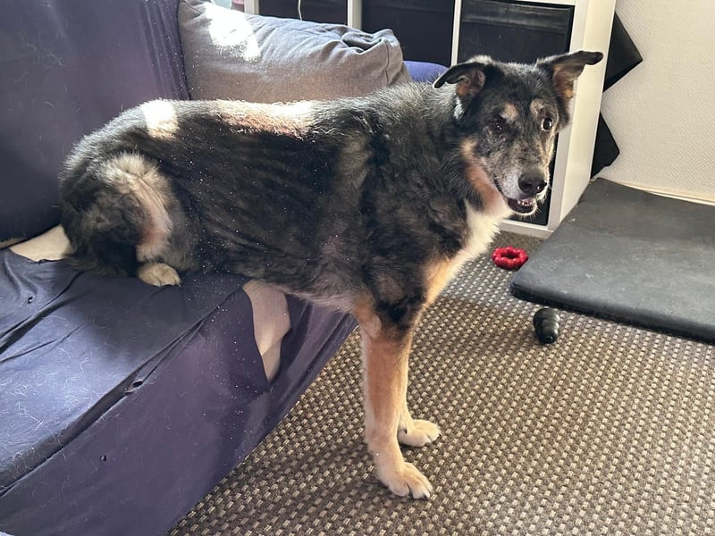 Aleta (Willow) - SOS - Dringend neues Zuhause oder Pflegestelle gesucht/kleines Seelchen