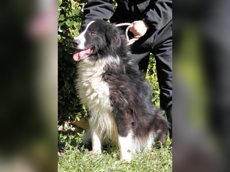 Frasio - Wenn Lebendigkeit zum Verhängnis wird