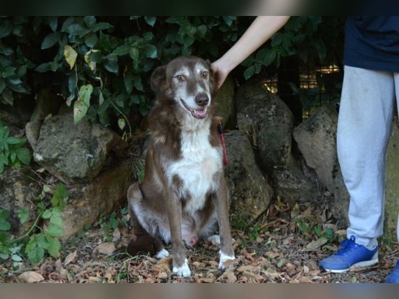 Lynwood - Ein Hund der Sorte «10 von 10 Punkten»