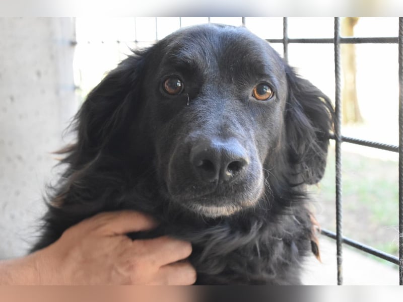 Kael - Nur ein einziges mal die Chance auf Leben