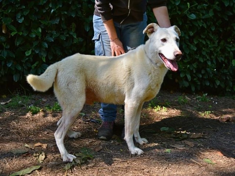 Sean - das Piepsen hinter den Gittern