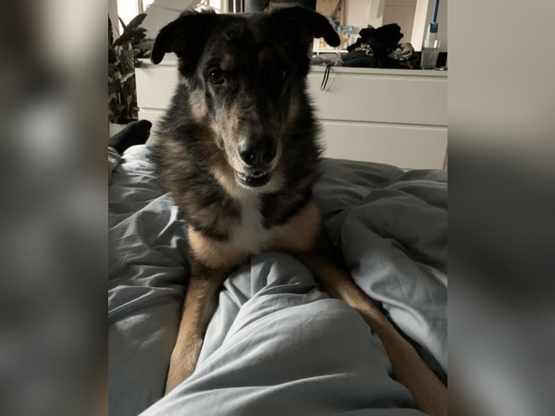 Aleta (Willow) - SOS-Dringend Pflegestelle oder Zuhause gesucht/kleines Seelchen im großen Wolfspelz Aleta (Willow) - SOS-Dringend Pflegestelle oder Zuhause gesucht/kleines Seelchen im großen Wolfspelz