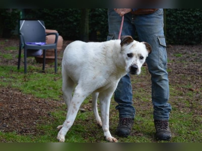 El Fava - hübscher Junge mit braunen Öhrchen