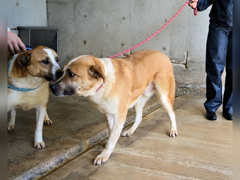 Savery - Drei Leben. Drei Chancen.