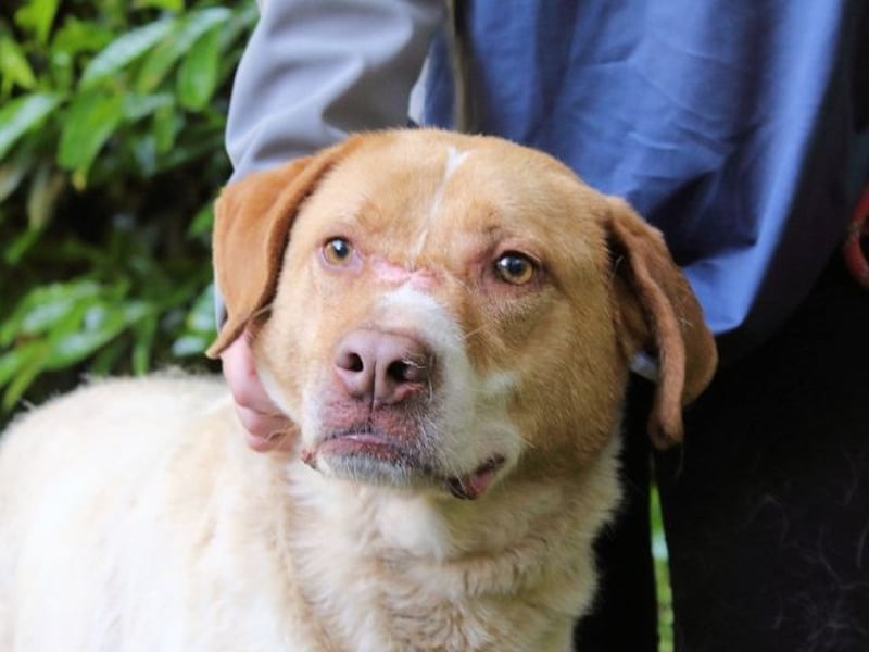 Jamison - möchte glücklich sein