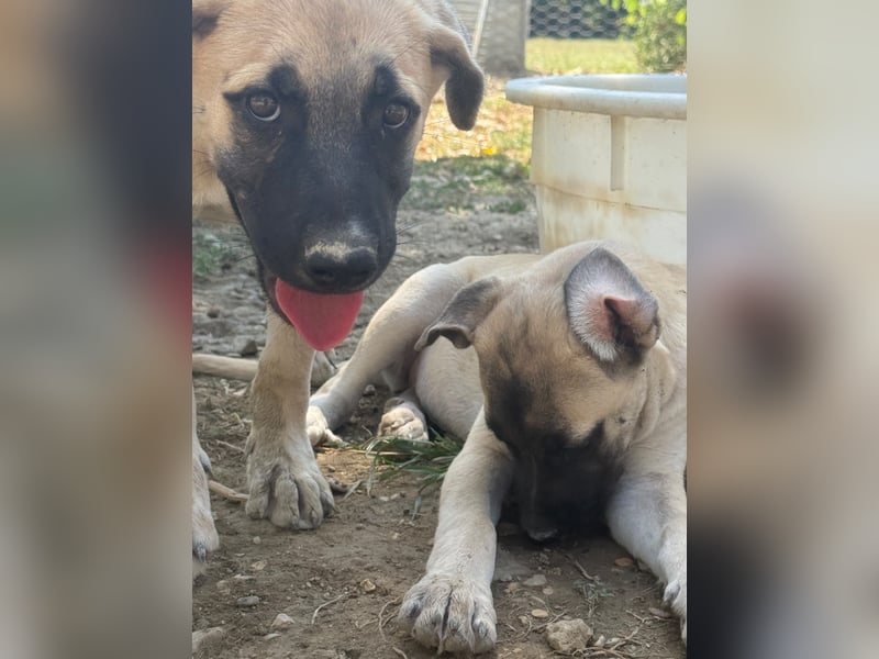 Inga - (Dringend Pflegestelle oder Zuhause gesucht)  Zwei kleine Hunde und ...