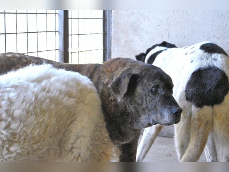 Annius-Hinter der grummeligen Fassade steckt ein Schatz