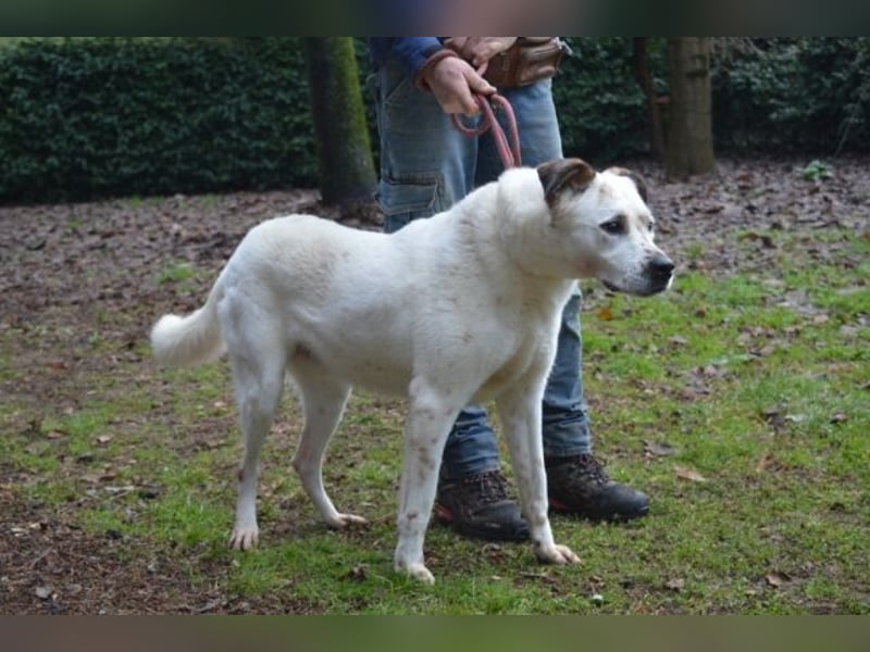 El Fava - hübscher Junge mit braunen Öhrchen
