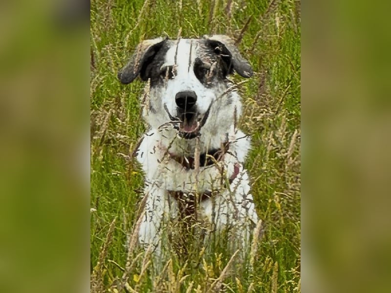 Nelly sucht dich - Groß, liebenswert und voller Herz