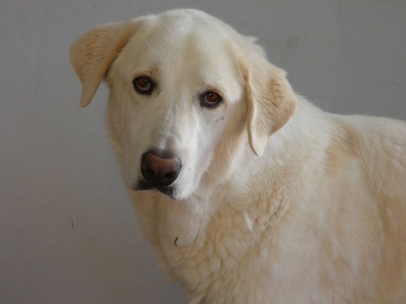 Clara - ein Herz in Warteschleife