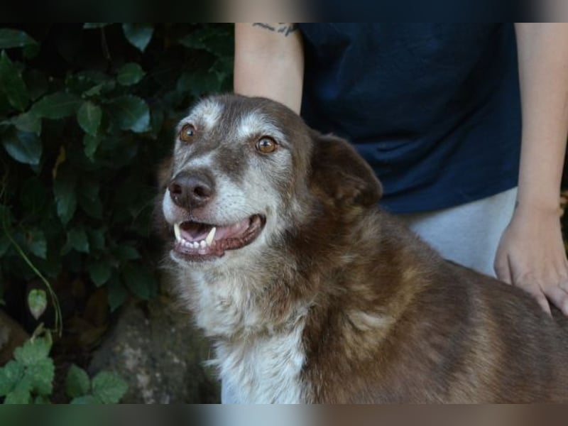 Lynwood - Ein Hund der Sorte «10 von 10 Punkten»