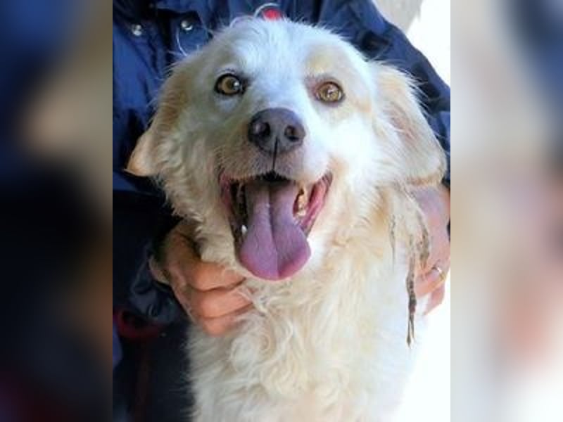 Gualter - und der staubige, unsichtbare Koffer