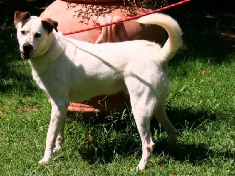 El Fava - hübscher Junge mit braunen Öhrchen