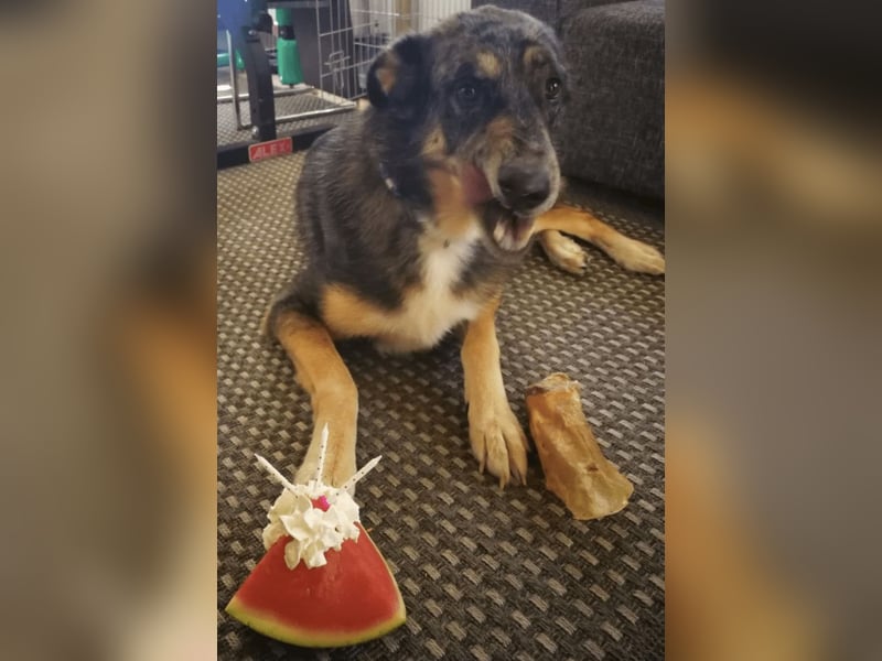 Aleta (Willow) - SOS-Dringend Pflegestelle oder Zuhause gesucht/kleines Seelchen im großen Wolfspelz Aleta (Willow) - SOS-Dringend Pflegestelle oder Zuhause gesucht/kleines Seelchen im großen Wolfspelz