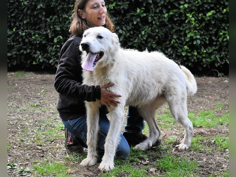 Ozlo - Riesenbaby sucht Freund fürs restliche Leben