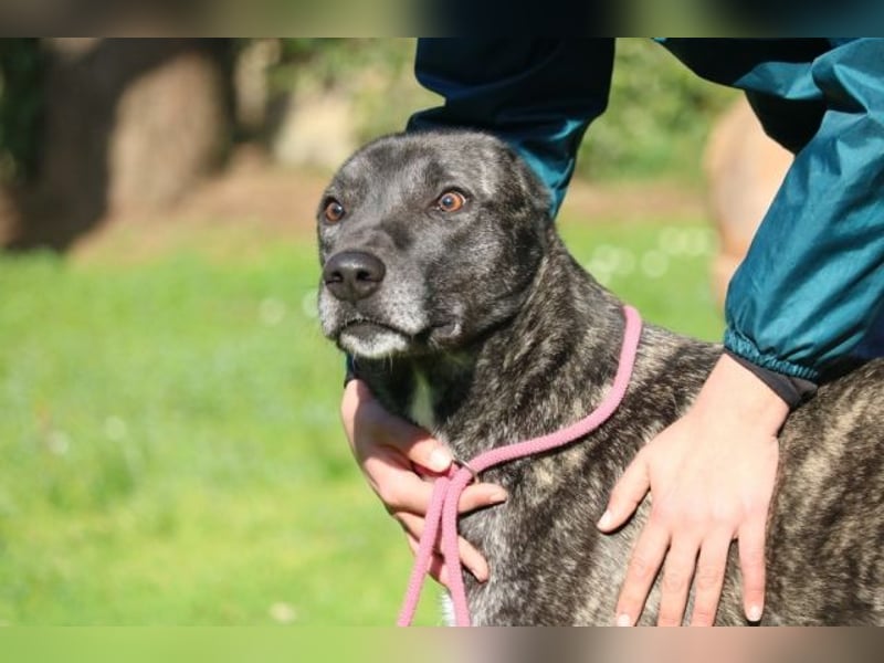 Loris - ausgeglichener und liebenswerter Charakter