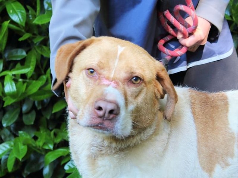 Jamison - möchte glücklich sein