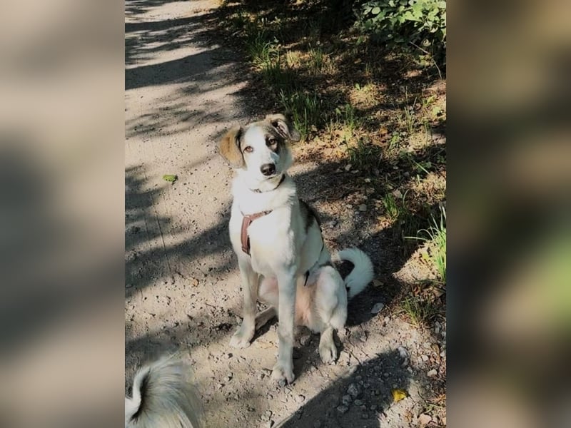 Nelly sucht dich - Groß, liebenswert und voller Herz