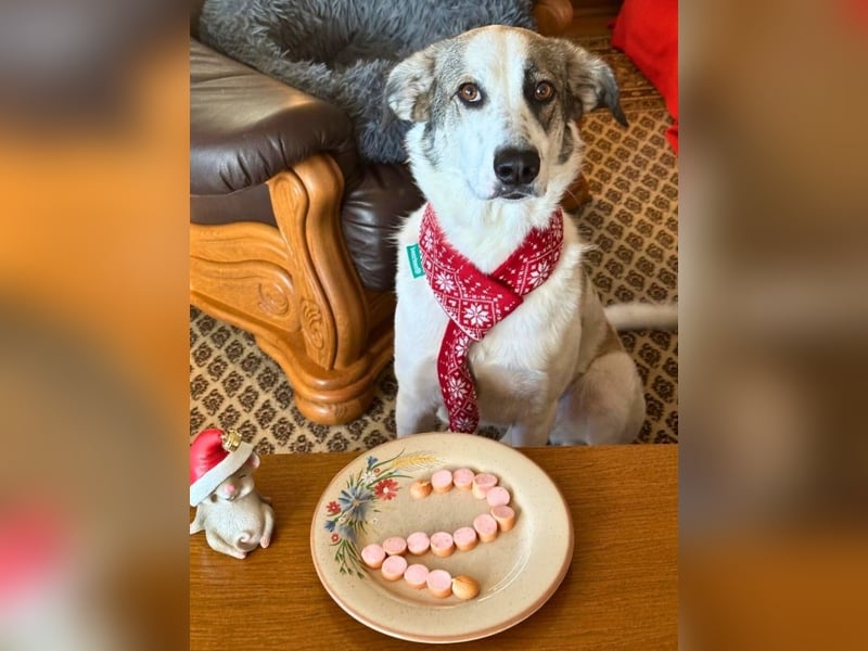 Nelly sucht dich - Groß, liebenswert und voller Herz