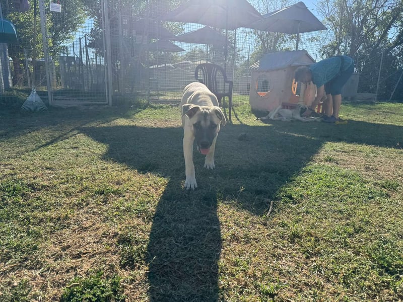 Inga - (Dringend Pflegestelle oder Zuhause gesucht)  Zwei kleine Hunde und ...