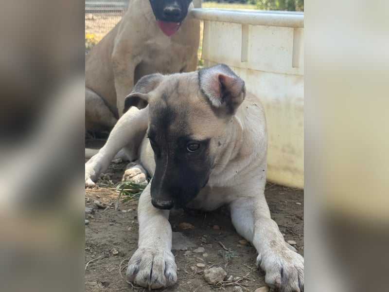 Inga - (Dringend Pflegestelle oder Zuhause gesucht)  Zwei kleine Hunde und ...