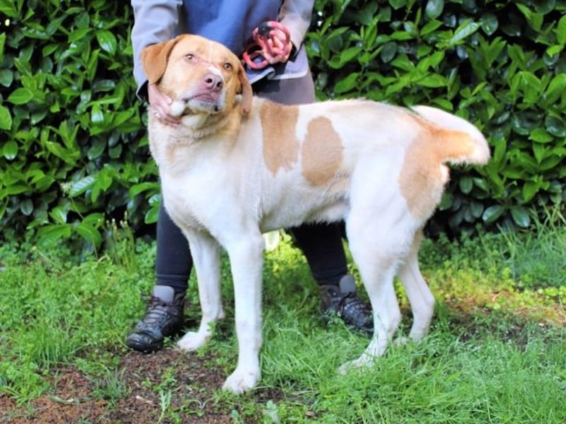 Jamison - möchte glücklich sein