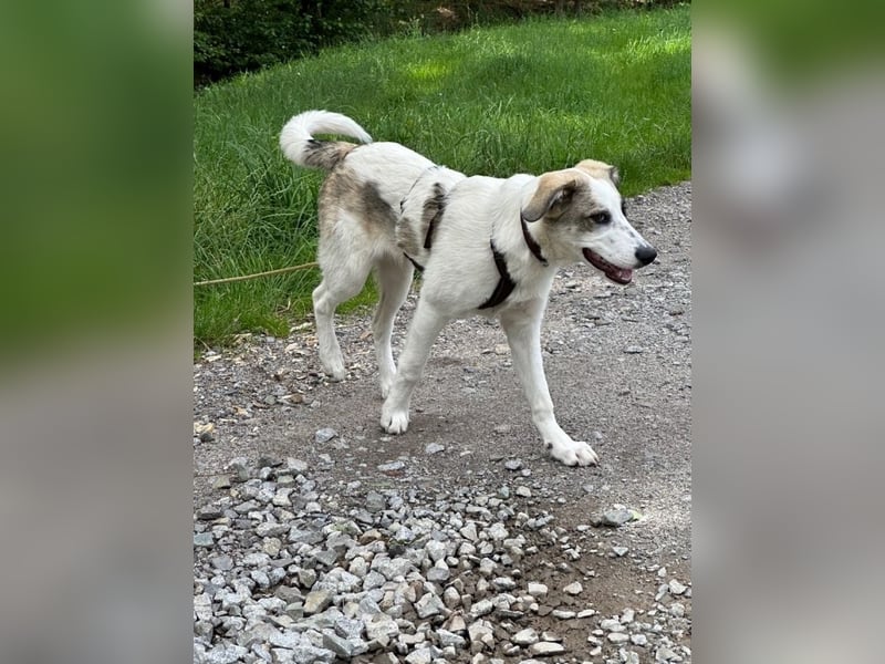 Nelly - (Dringend neue Pflegestelle oder Zuhause gesucht) gerade nochmal Glück gehabt Nelly - (Dringend neue Pflegestelle oder Zuhause gesucht) gerade nochmal Glück gehabt