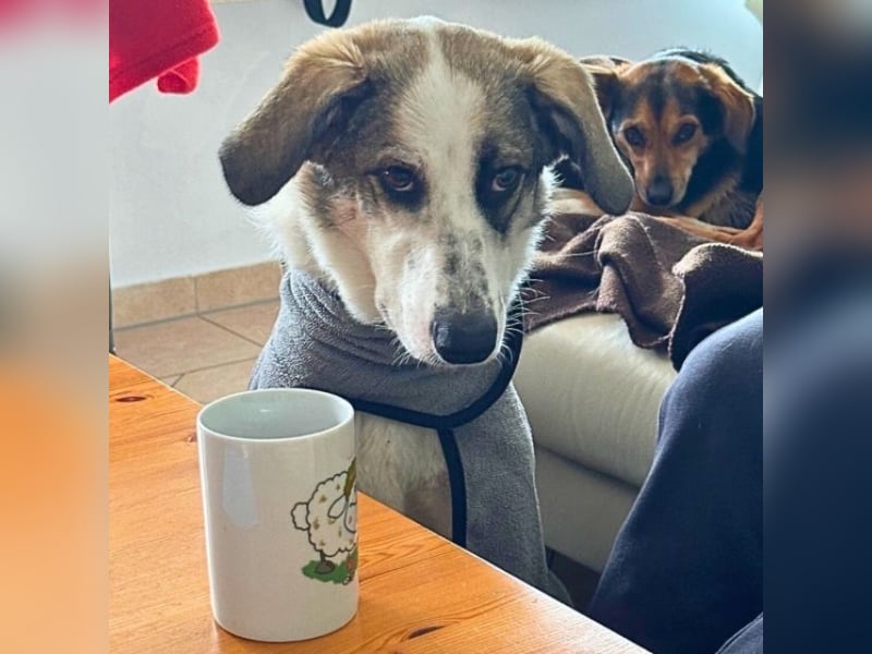 Nelly - (Dringend neue Pflegestelle oder Zuhause gesucht) gerade nochmal Glück gehabt Nelly - (Dringend neue Pflegestelle oder Zuhause gesucht) gerade nochmal Glück gehabt