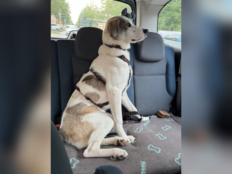 Nelly - (Dringend neue Pflegestelle oder Zuhause gesucht) gerade nochmal Glück gehabt Nelly - (Dringend neue Pflegestelle oder Zuhause gesucht) gerade nochmal Glück gehabt