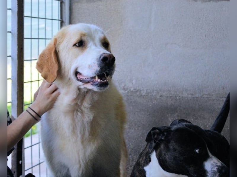 Roddie - Sein treuer Blick spricht Bände