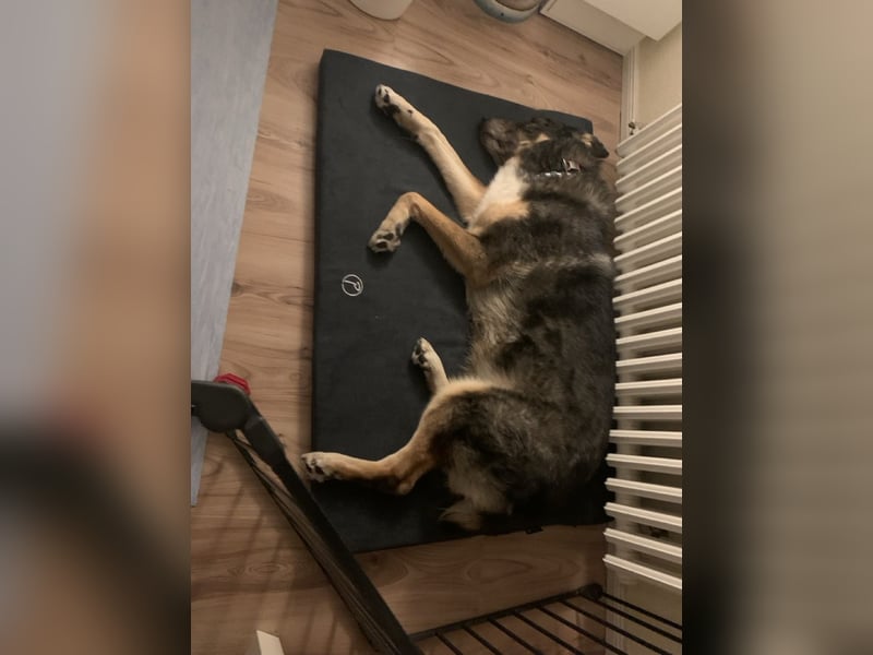 Aleta (Willow) - SOS - Dringend neues Zuhause oder Pflegestelle gesucht/kleines Seelchen