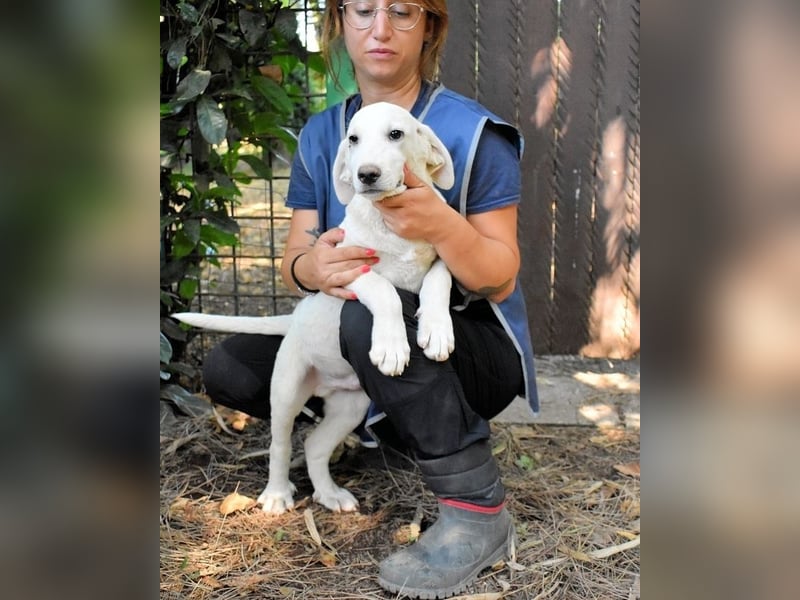 Scoutie - Scoutie hat Fernweh nach Liebe